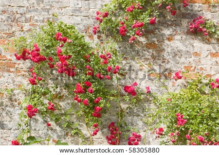 Roses on an old wall Old brick wall, hundreds of years old, with climbing roses blossoming.  English summer scene.