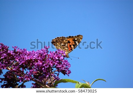 Painted lady butterfly A painted lady butterfly (Vanessa cardui) feeding from a buddleia blossom against a blue sky.