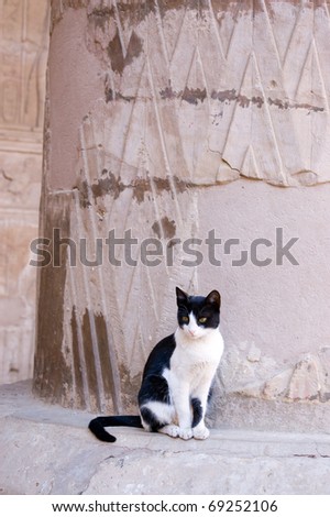 Small black and white cat resting on a pillar at the Ancient Egyptian Temple of Horus, Edfu, Egypt.