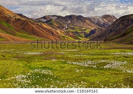 Beautiful multicolored rhyolite mountains at Landmannalaugar, complimented by a cotton grass field, Iceland (Island)