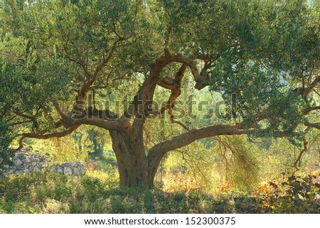Old olive tree in summer - Croatia, Mediterranean sea (Hrvatska)