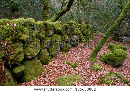 An ancient, moss covered, stone granite wall, lies hidden in an isolated woodland in cornwall