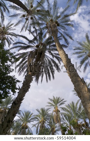 palm on desert oasis africa