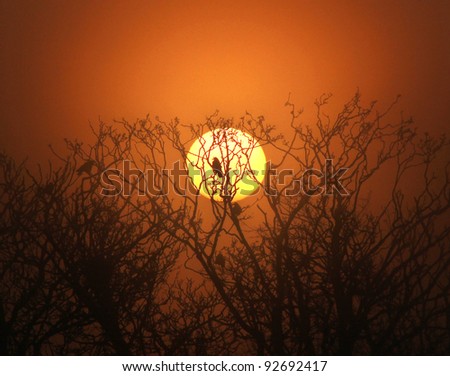 A bird silhouetted against a orange rising sun on a misty morning