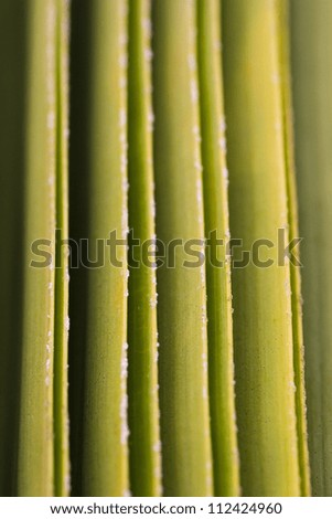 Extreme close-up of green leaves\' edges