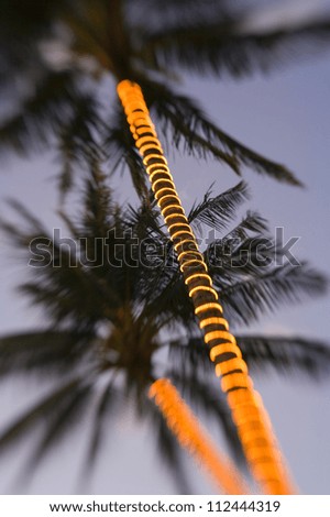 Electric lights wrapped around palm tree trunks in the fading light of dusk
