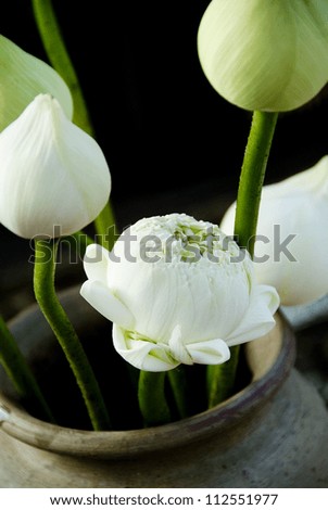 Lotus flowers on offering in Thai church