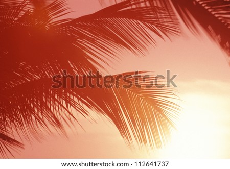 Close-up of palm fronds at sunset