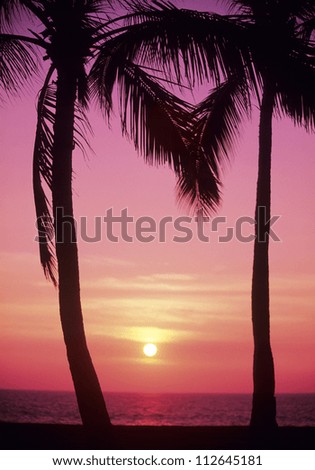 Palm trees silhouetted by bright pink sunset sky with sun going down above the ocean