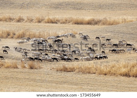 Herd Of Goats And Sheep In Dry Pasture Near Alhaurin De La Torre, Malaga Province, Spain