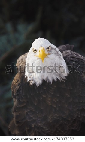 Portrait Of Bald Eagle (Haliaeetus Leucocephalus); Minnesota, Usa