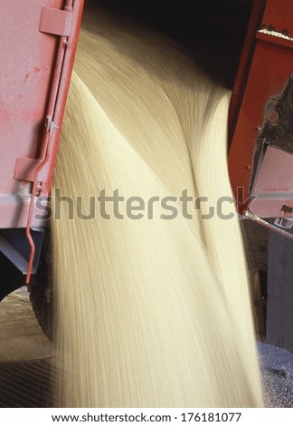 Grain Pouring Out Of A Truck