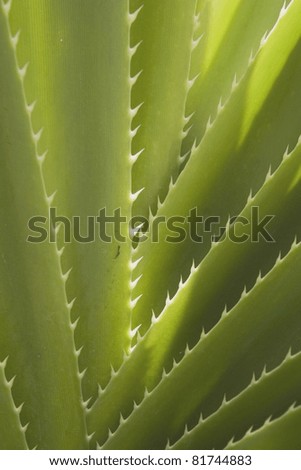 Close-Up Detail Of Spiked Palm, Kauai, Hawaii, Usa