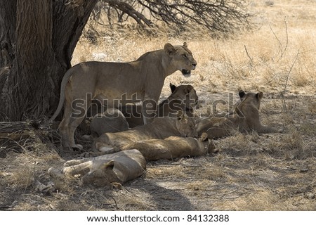 Lions (Felidae Panthera Ieo); Samburu National Reserve, Kenya, Africa; A Pride Of Lions