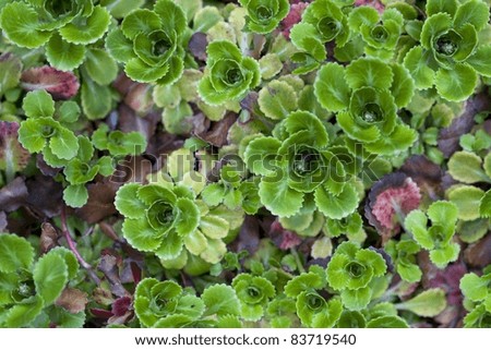 Green Ground Cover Plants, Victoria, Vancouver Island, British Columbia