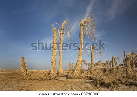 Dying Palm Trees In The Desert Sands Near The Great Sand Sea And The Siwa Oasis, Egypt