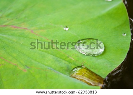 Water drop on lotus leaf closeup