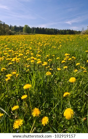 Beautiful view of dandelion flowers during the spring day.