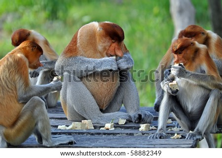 Group of proboscis monkeys during the feeding time, national park in Borneo.
