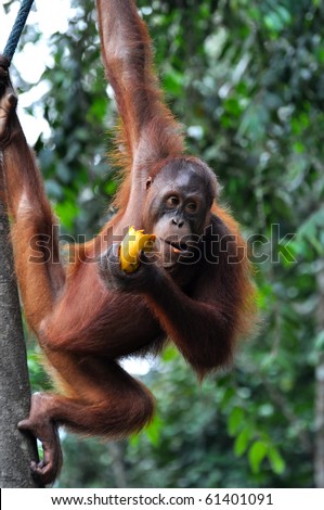 Orangutan female eating mango, picture from Borneo.