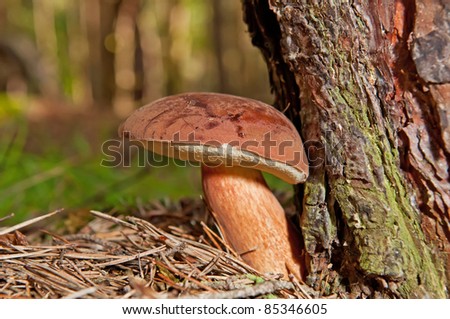 Detailed view of eatable mushroom, bay bolete, in forest.
