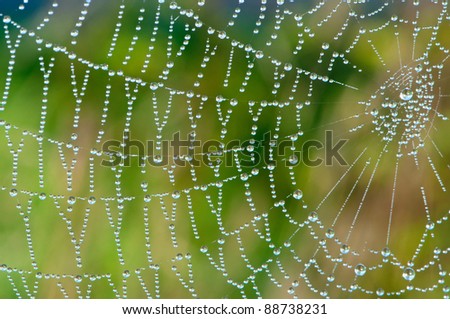 After the rain, the hidden beauty of this cobweb appears.