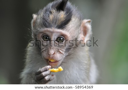 Cat Eating Fruit