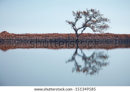 Single tree reflected in the water. Horizontal photo with natural colors