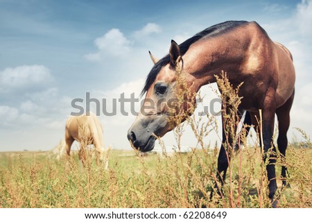 Close-up photo of the brown horse feeding in the steppe. Another horse at the background. Kazakhstan, Middle Asia. Natural colors and light