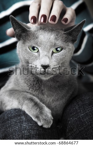 Wild dangerous cat sitting on the human knees and hand stroking