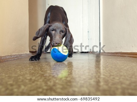 Young dog playing indoors with colorful tennis ball. Natural light and colors
