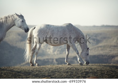 Horses pasturing in the steppe. Natural light and colors. Shallow depth of field for natural view