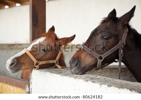 Two horses in the stable. Horizontal photo with natural light and colors
