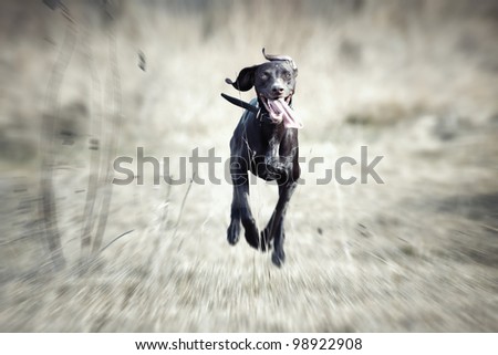 Happy German short haired pointer dunning outdoors