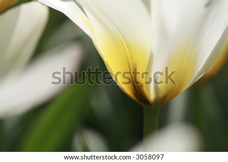Tulip Art Shapes (Macro)