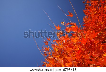 Yellow Orange Autumn Leave with a Blue Sky Background for Copy space