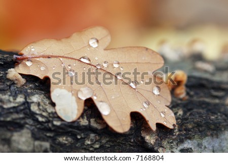 Morning Dew on an Autumn Leaf on a log