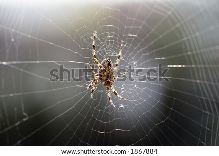 big brown spider in cobweb - big red-brown four spot orb weaver (Araneus quadratus) is a common orb weaver spider found in Europe and Asia.