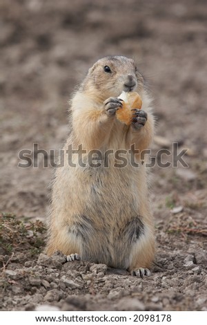 Prairie dog - the small prairie dog lives in the grassland of north america