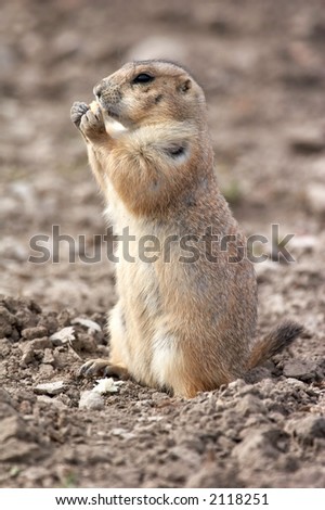 Prairie dog eating - the small prairie dog lives in the grassland of north america