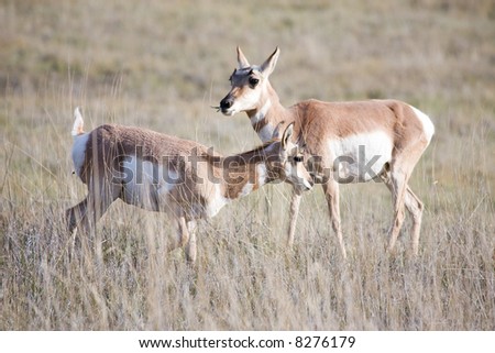 Pronghorn native to interior western North America