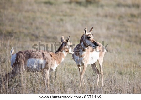 Pronghorn native to interior western North America