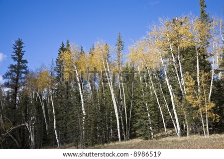 Birches Forest - Kaibab National Forest Arizona USA