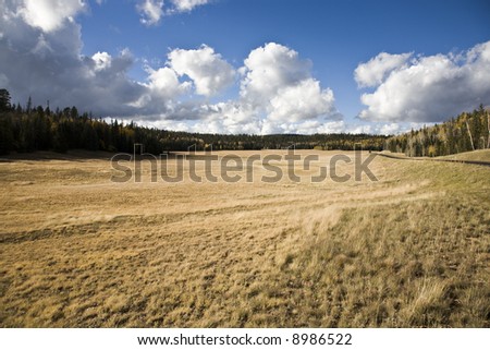 Grassland and Forest at Kaibab National Forest Arizona USA