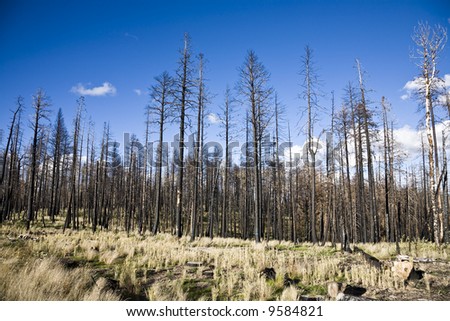After Forest Fire - Kaibab National Forest Arizona USA