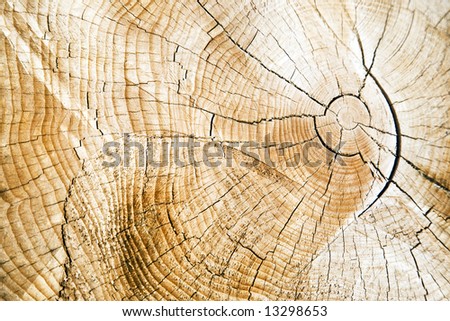 Annual rings - Cutted tree, Kaibab National Forest in Arizona, USA