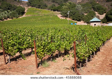 Wine Country, Nappa Valley in California, USA