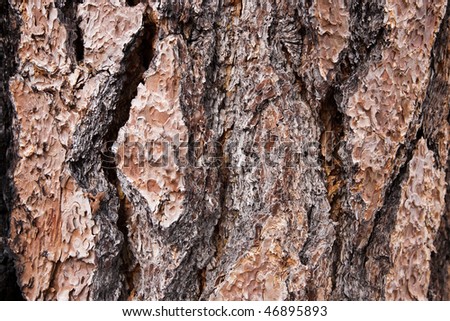 Treebark, Redwood National Park in California, USA