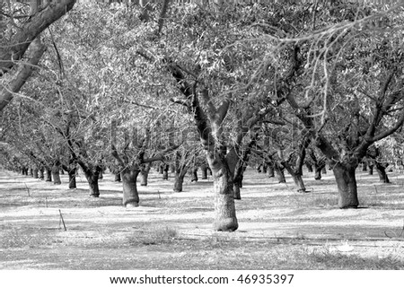 almond plantation in California, USA