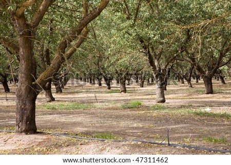 almond plantation in California, USA